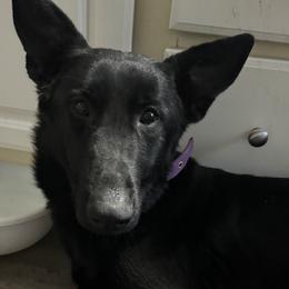 Maze - German Shepherd