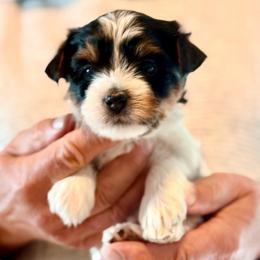 Violet - Black tan and white female Biewer Terrier puppy in Dakota Dunes, South Dakota from Dunes Pups