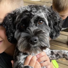 Oakley - Cockapoo
