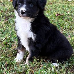 Miniature American Shepherd, Miniature Australian Shepherd, and Toy Australian Shepherd Puppies from Cooper Creek Aussies