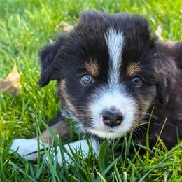 Sage - Black tri male Miniature Australian Shepherd puppy in Blackfoot, Idaho from Bellewynd Acres