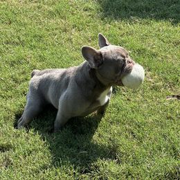 Izzy - French Bulldog