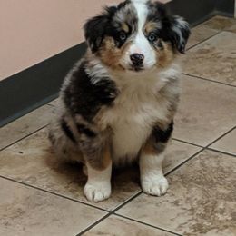 Australian Shepherd Puppies from Rockin' Aussies