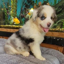 Jessy - Blue merle male Australian Shepherd puppy in Guthrie, Oklahoma from 2bar Aussies