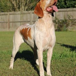 Bracco Italiano All Grown Up from Eastern Breeze