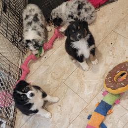 Australian Shepherd Puppies from Winsome Aussies