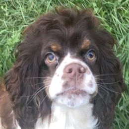 Millie - Cocker Spaniel