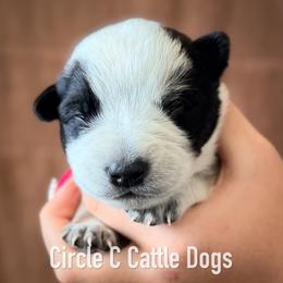 Boy 5 - Blue male Australian Cattle Dog puppy in Blackfoot, Idaho from Circle C Australian Cattle Dogs