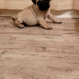 Pug Puppies from Colossal Pugs