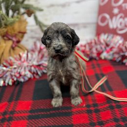 Crockett - Merle male Goldendoodle puppy in Lisbon, Ohio from Willow Lane Doodles
