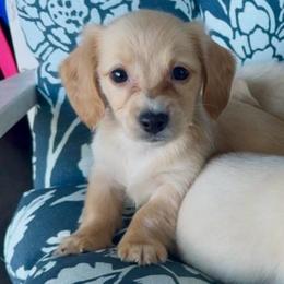 Gingerbread - Cream female Dachshund puppy in Vero Beach, Florida from Joseph’s Dachshunds