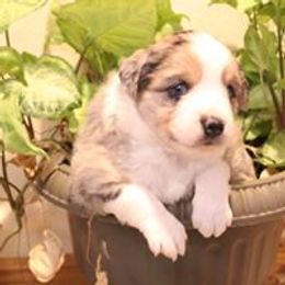 Miniature Australian Shepherd and Toy Australian Shepherd Puppies from Lavish luxuries mini Australian Shepherds