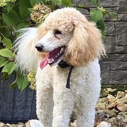 Bella - Poodle