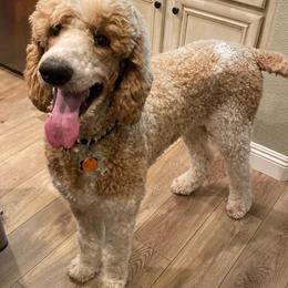 Goldendoodle and Poodle All Grown Up from Apricot Poodles & Goldendoodles