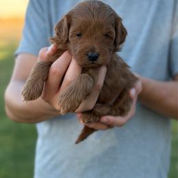 Chandler - Red  male Goldendoodle puppy in Cedar City, Utah from Precious Paws Ranch