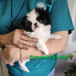 Luigi - Black and white male Japanese Chin puppy in Anderson, South Carolina from Carousel Chin