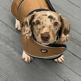 Dachshund Puppies from Mayberry Dachshunds
