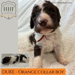 DUKE - Orange Collar Boy - Parti male Poodle puppy in Charlo, Montana from Heavenly Hilltop Farm