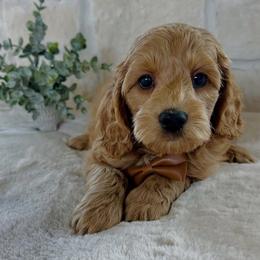 Jax - Red male Cockapoo puppy in Lucas, Ohio from Willow Lane Puppy