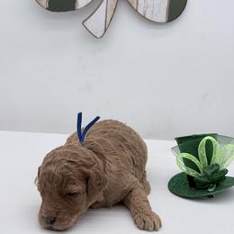 Blue Cosmo - Apricot male Goldendoodle puppy in Cincinnati, Ohio from KSchott Kennels