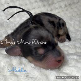 Aladdin - Dapple male Dachshund puppy in Jena, Louisiana from Amy’s Mini Doxies