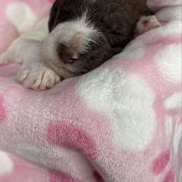 Indy - Parti female Labradoodle puppy in Ellenwood, Georgia from Four Paws Down