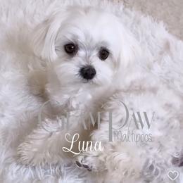 Luna - Maltese