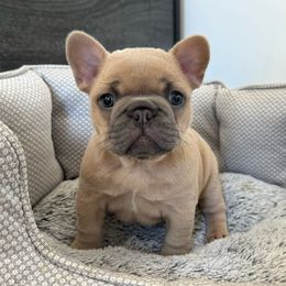 Girl 1 - Blue fawn French Bulldog puppy in California from Ingram Ranch Frenchies