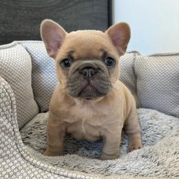 Girl 1 - Blue fawn French Bulldog puppy in California from Ingram Ranch Frenchies