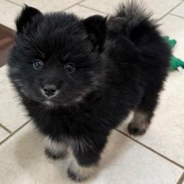 Shadow - Black male Pomsky puppy in Raymondville, Missouri from Pampered Pomskies