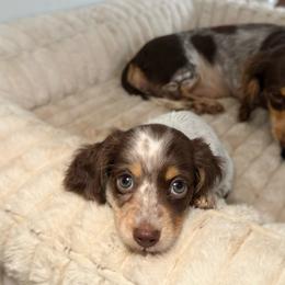 Brownie - Piebald male Dachshund puppy in Wamego, Kansas from Doodles of Oz