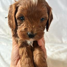Rain - Apricot male Cavapoo puppy in Adrian, Oregon from ApplebyFarm