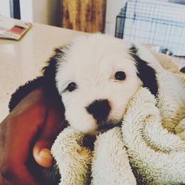 Old English Sheepdog Puppies from Ridgeruns OES