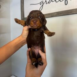 Precious - Chocolate and cream female Dachshund puppy in Nashville, Arkansas from Dixies Dachshunds