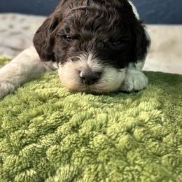 Purple - Blizzard - Parti female Goldendoodle puppy in Cleveland, Georgia from The O.G. Doodles