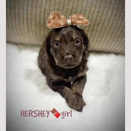 HERSHEY - Brown and white female Aussiedoodle puppy in Houston, Texas from Jomelkin Furry Pals