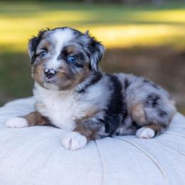 Paw Patrol Skye - Blue merle female Toy Australian Shepherd puppy in Tennessee from Coolsprings Aussies