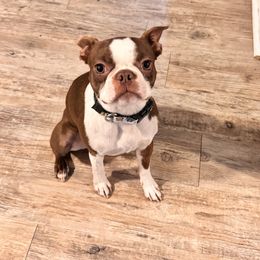 Boston Terrier puppies from Alanna Boswell