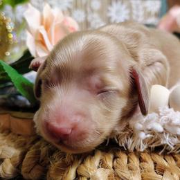 Kittie - Cream female Dachshund puppy in Thomaston, Georgia from UGG Ranch