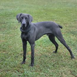 Weimaraner Puppies from Three Oak’s Kennel