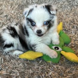 BMM - Blue merle male Toy Australian Shepherd puppy in Lexington, Nebraska from Osborne's Aussies