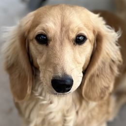 Shiloh - Dachshund
