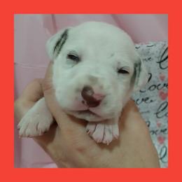 LUA LIVER SPOT BOY - White and liver brown male Dalmatian puppy in Perry, Michigan from Mid-Michigan Dalmatians