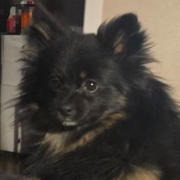 Pomsky All Grown Up from Amazing High Desert Pomskys