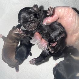 Girl 2 - Black female Shih Tzu puppy in Albany, New York from Precious Peekapoo’s and Luxurious Shih Tzu’s