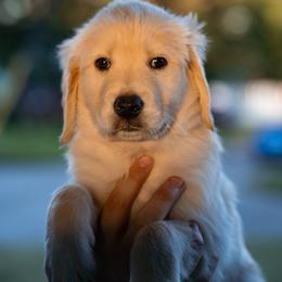 Gunner - Cream male Goldendoodle puppy in Portsmouth, Virginia from Hopping Howlers Ranch