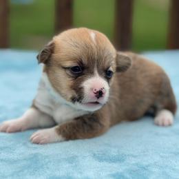 Light Blue Collar Female - Sable female Pembroke Welsh Corgi puppy in Derby, Iowa from Newton Hay & Cattle