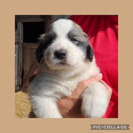 Brown collar - White and badger male Great Pyrenees puppy in Mikado, Michigan from Brittain Family Farm