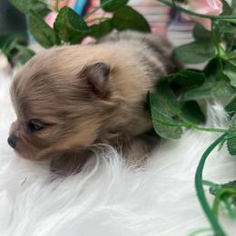Girl 1 - Chocolate merle female Pomeranian puppy in Brentwood, California from Royalpawpoms