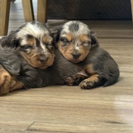 Dachshund Puppies from Collier Dachshunds